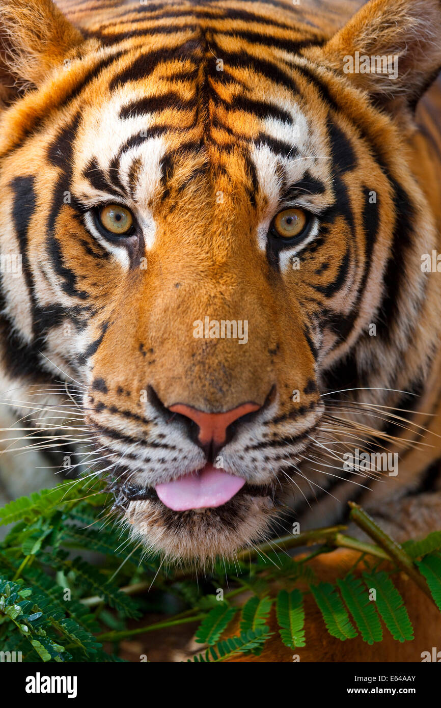 Indochinese tiger or Corbett's tiger (Panthera tigris corbetti), Thailand Stock Photo