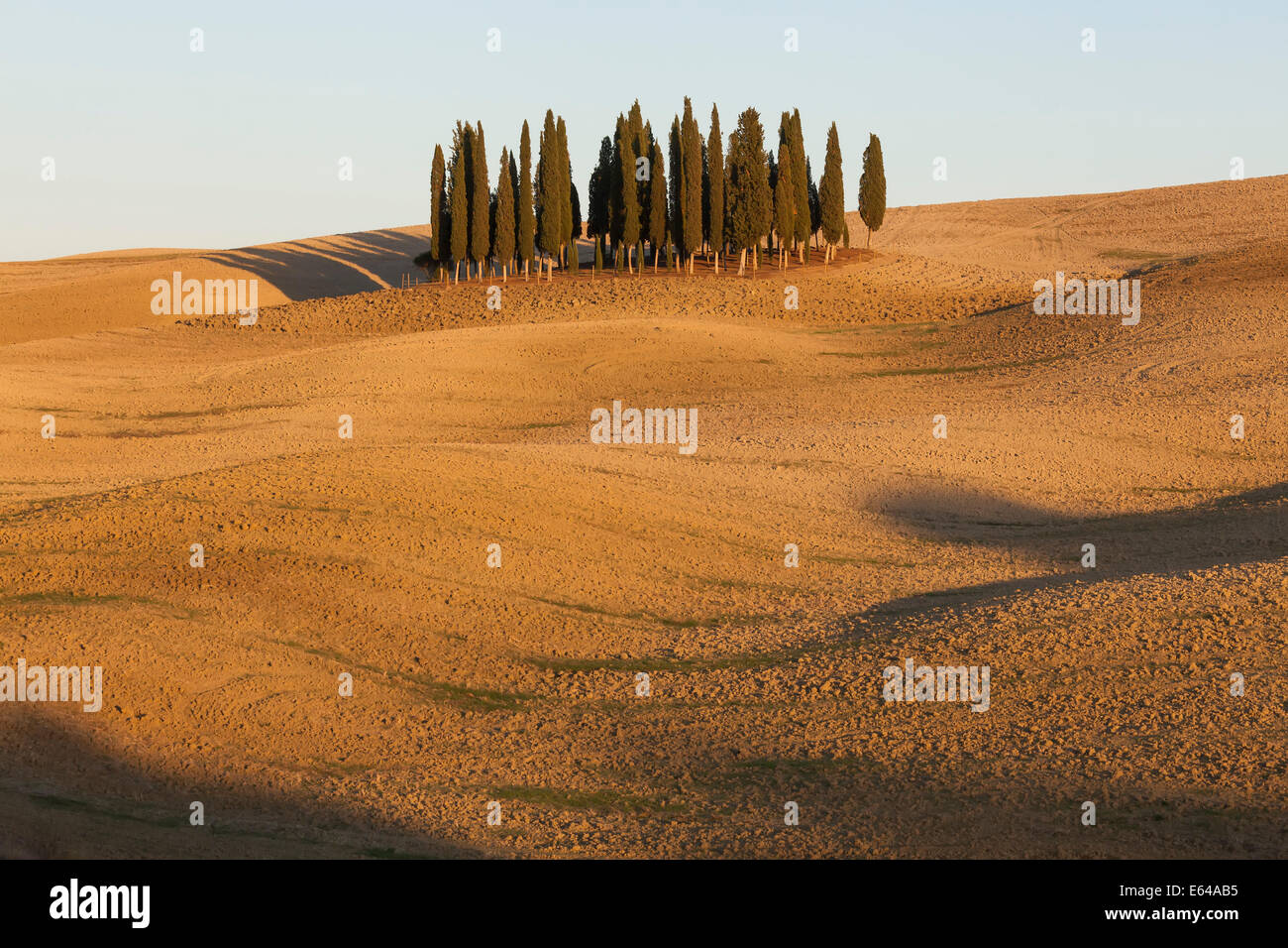 Tuscan Cypress Trees near San Quirico d'Orcia, in the Val d'Orcia, Tuscany, Italy. Stock Photo