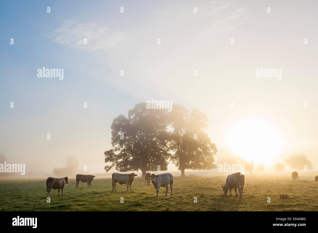 Cows in field, sunrise, Usk Valley, South Wales, UK Stock Photo