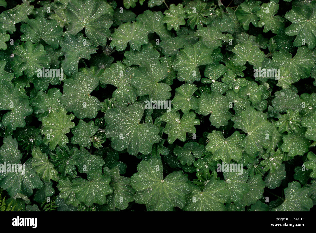 Alchemilla mollis ladys mantle hi-res stock photography and images - Alamy