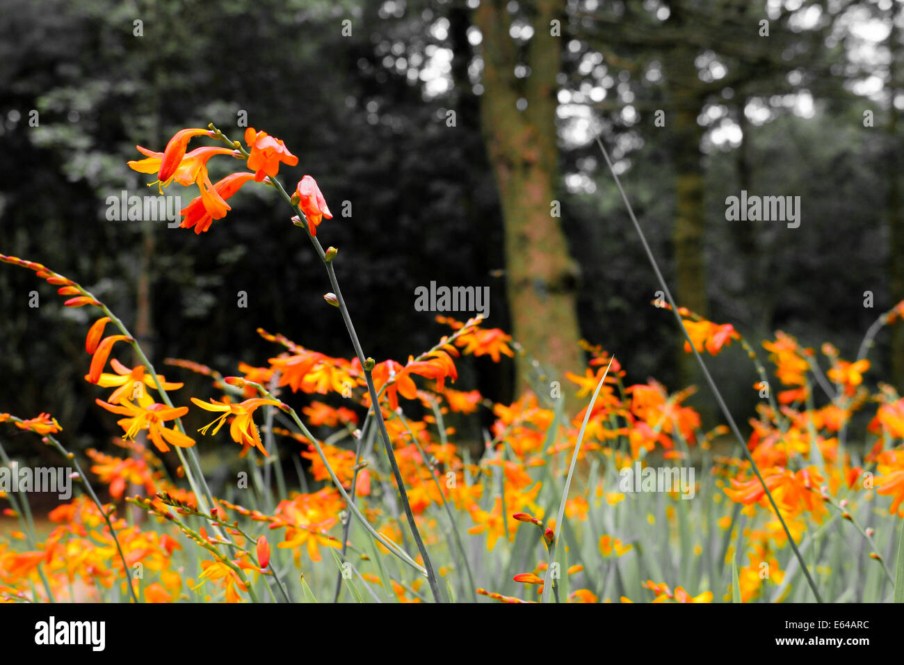 Wild Orange Flowers called Montbretia in South Wales countryside , United Kingdom. Stock Photo
