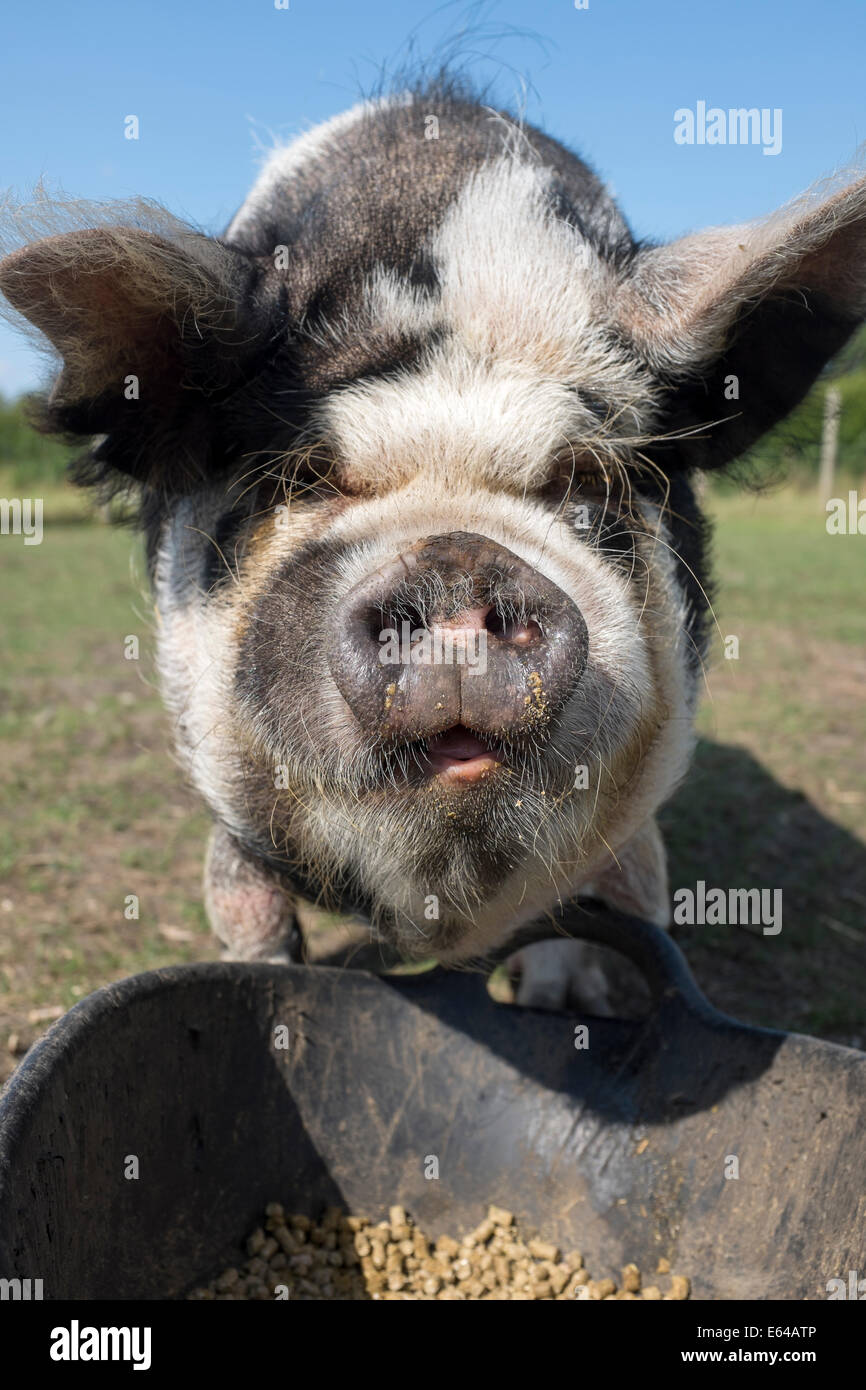Black and white pigs hires stock photography and images Alamy