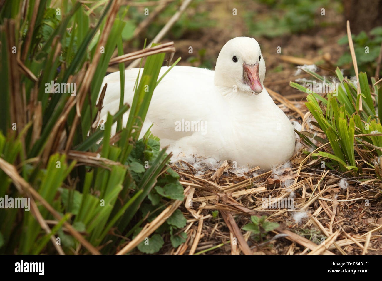 little white duck sitting on nest Stock Photo