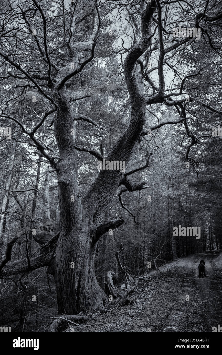 Birnam wood hires stock photography and images Alamy