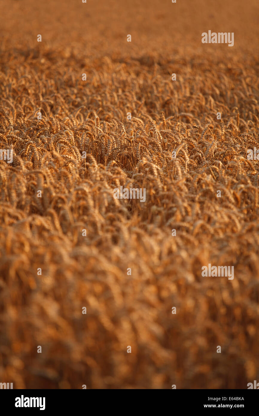 Portrait composition of a wheat cereal crop at sunset. Stock Photo
