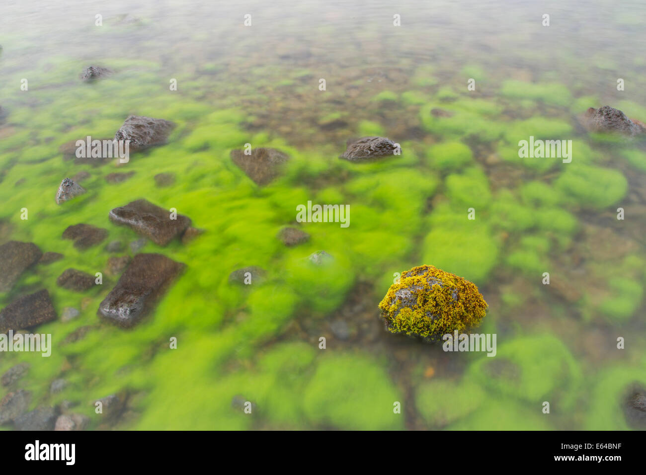 Mossy Stone in Lake Thingvallavatn Thingvellir National Park Iceland LA007488 Stock Photo