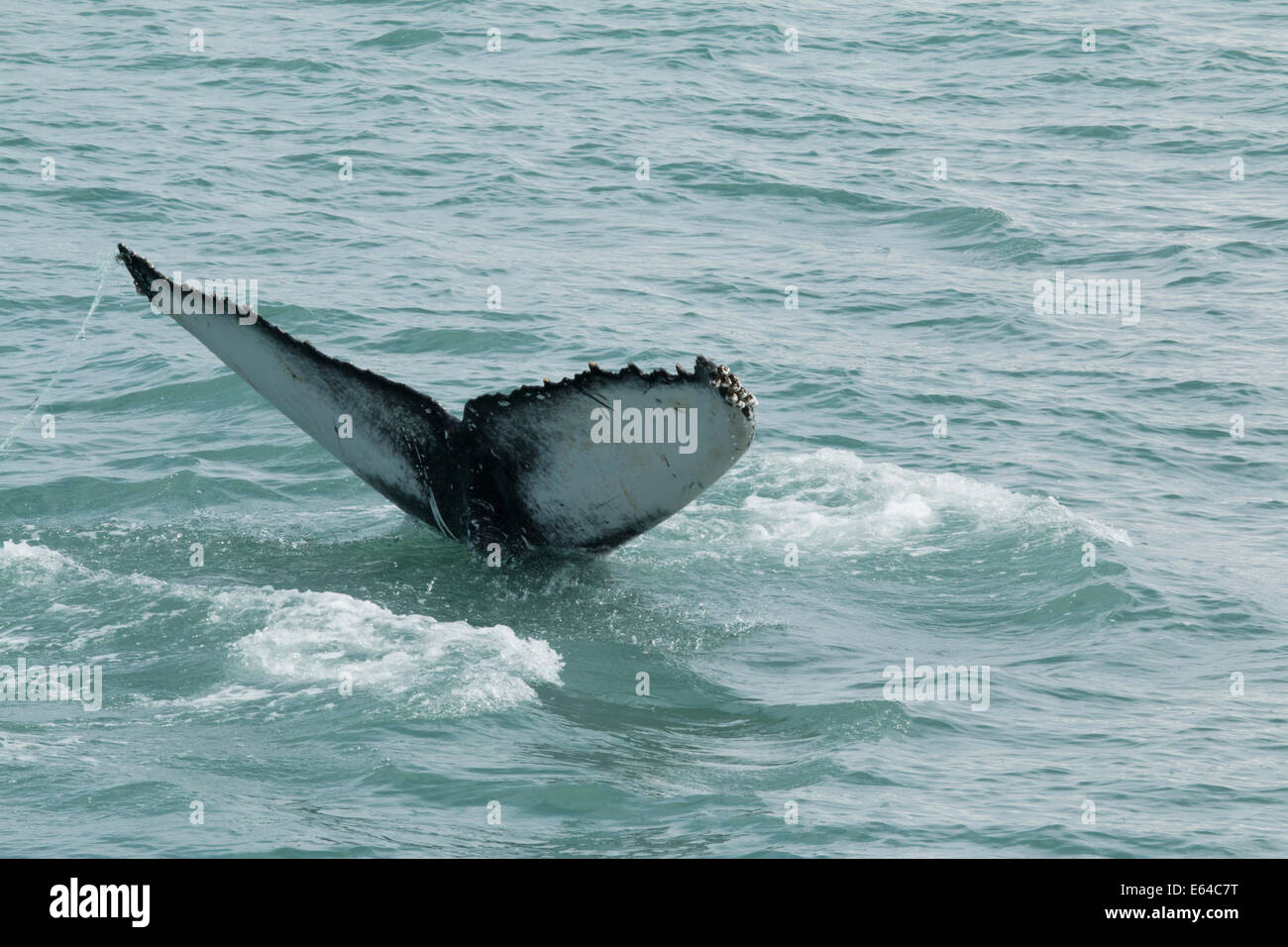 Humpback Whale - Tail Fluke Megaptera Novaeangliae Iceland Ma003008 