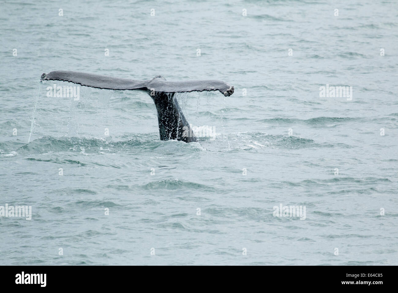 Humpback whale tail hi-res stock photography and images - Alamy