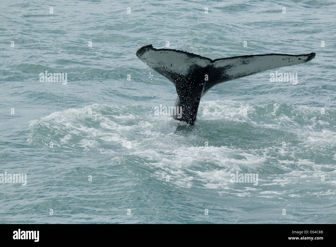 Humpback Whale - Tail Fluke Megaptera novaeangliae Iceland MA003015 ...