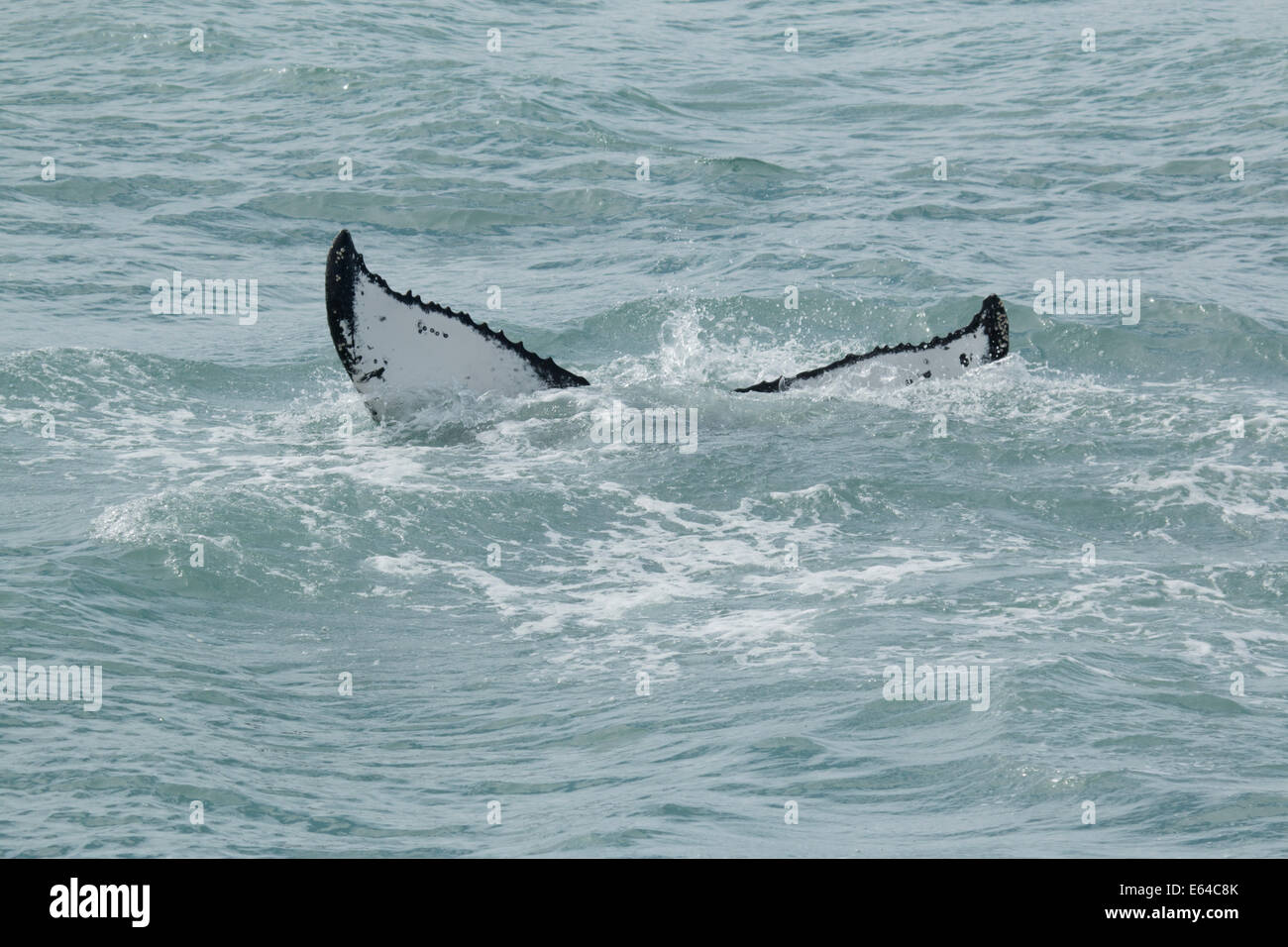Humpback whale tail hi-res stock photography and images - Alamy