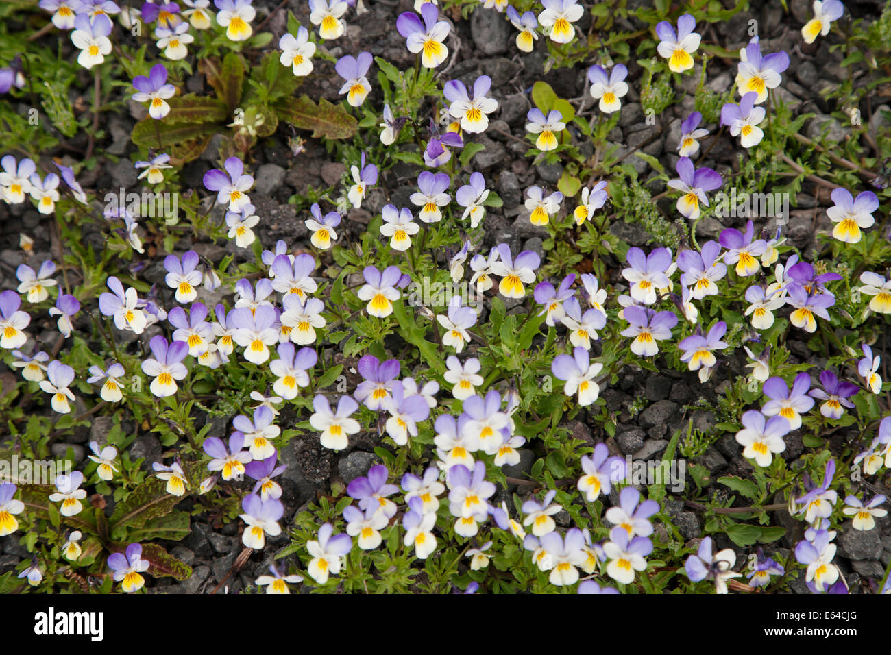 Wild Pansy Viola tricolor Iceland PL002233 Stock Photo