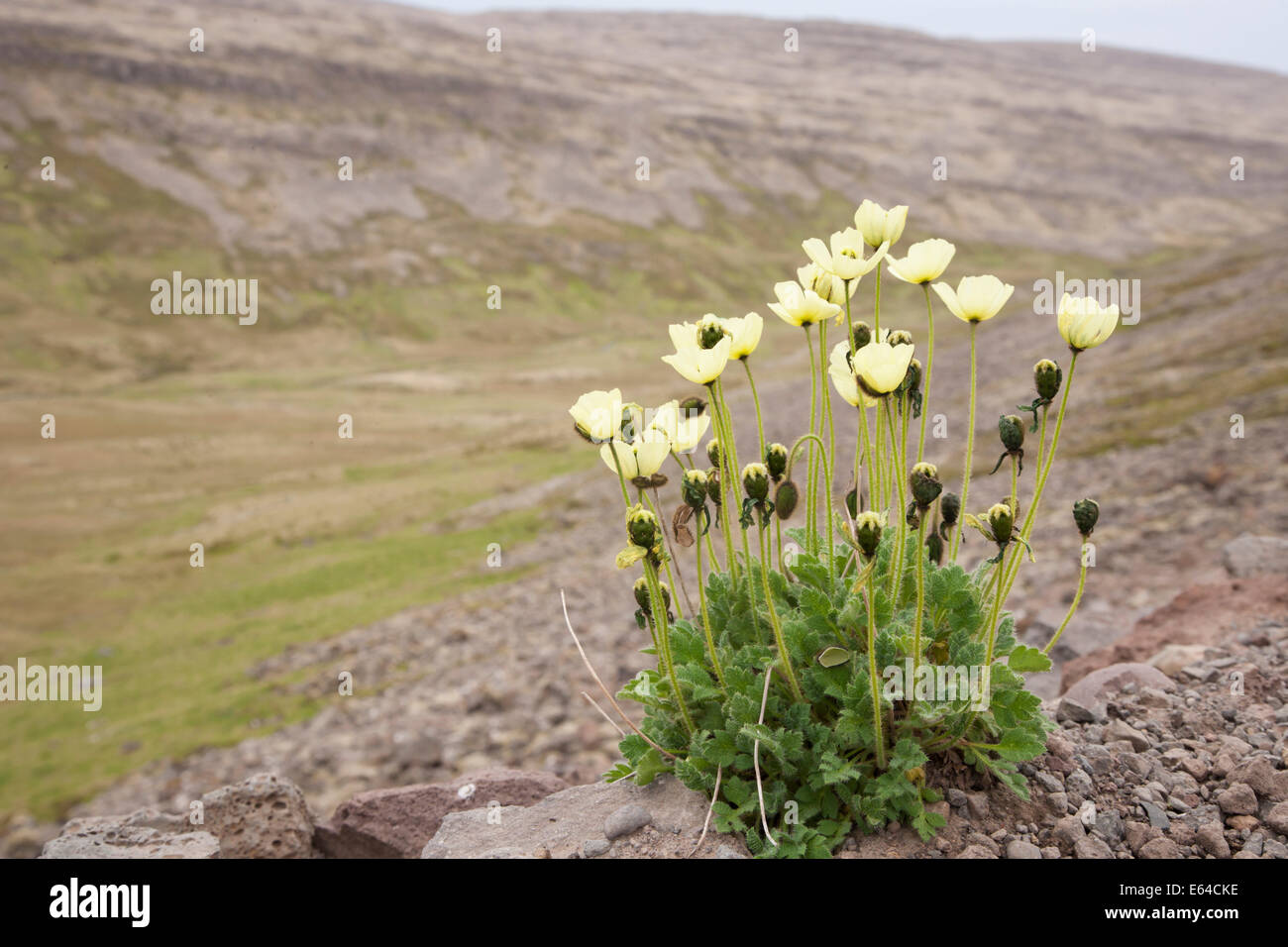 Arctic Poppy Papaver radicatum Iceland PL002236 Stock Photo