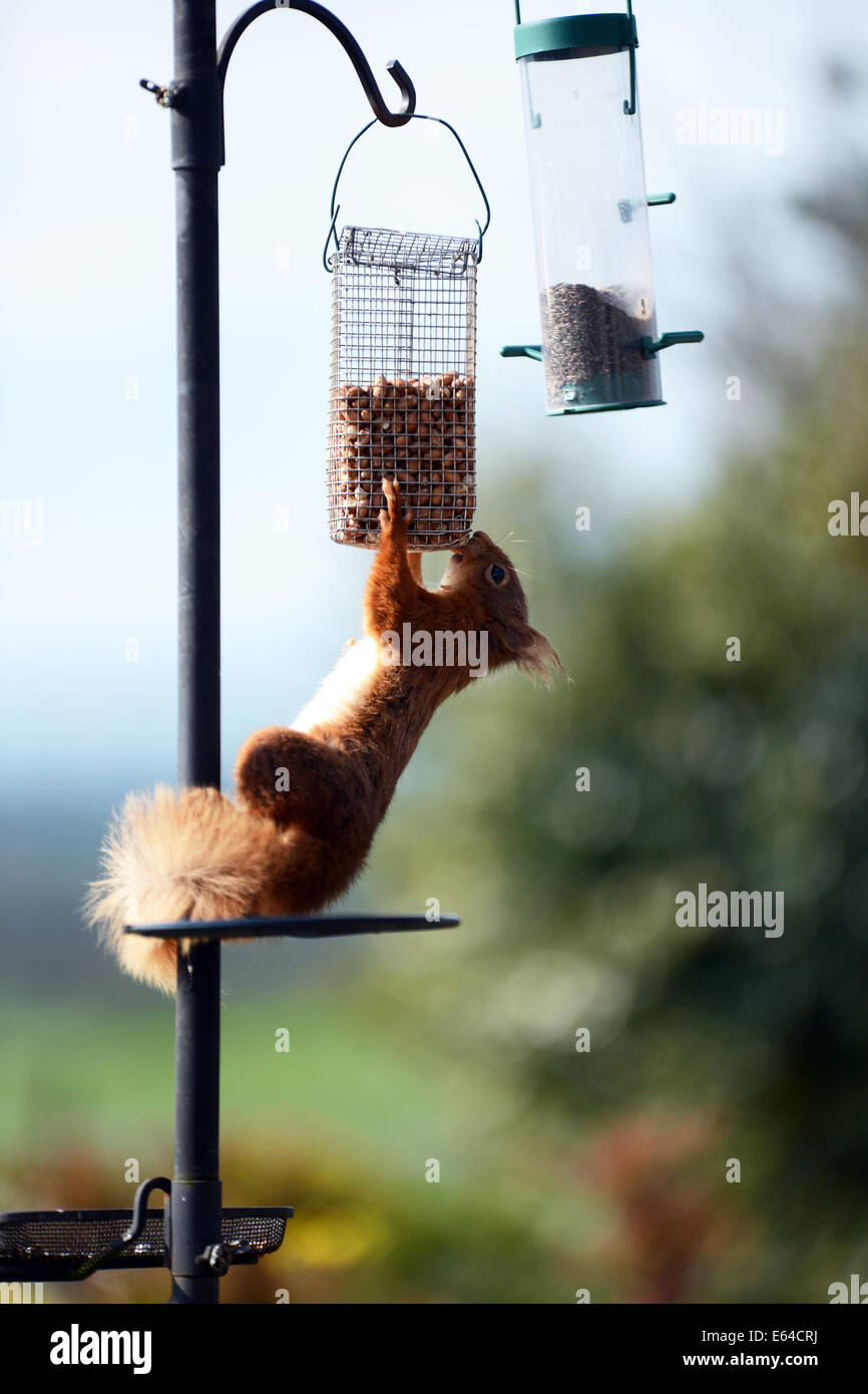 A wild red squirrel visits a domestic garden in Cumbria to feed from the bird nuts. Stock Photo