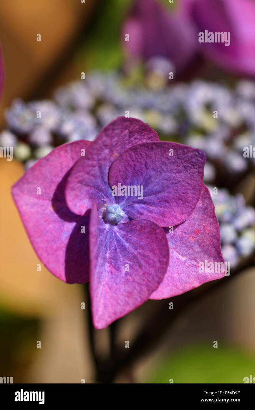 Pink lacecap hydrangea hi-res stock photography and images - Alamy