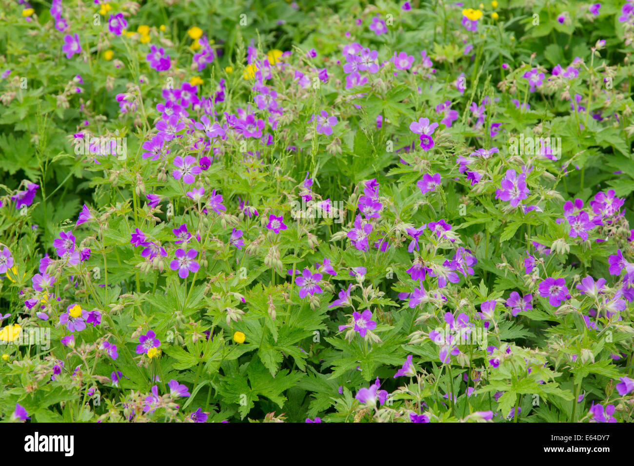 Meadow Buttercup & Wood Cranesbill Ranunculus acris & Geranium sylvaticum Iceland PL002275 Stock Photo