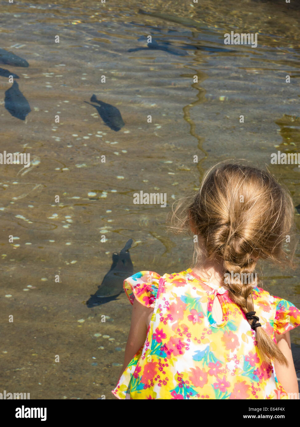 Giant Springs State Park,Fish Hatchery,aquaculture, Great Falls, Montana, USA Stock Photo Alamy