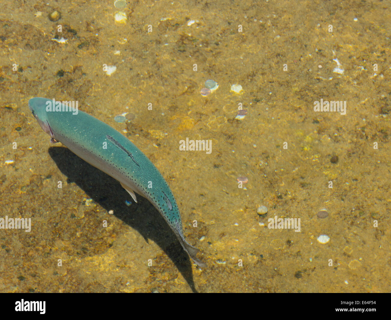 Giant Springs State Park,Fish Hatchery,aquaculture, Great Falls, Montana, USA Stock Photo Alamy
