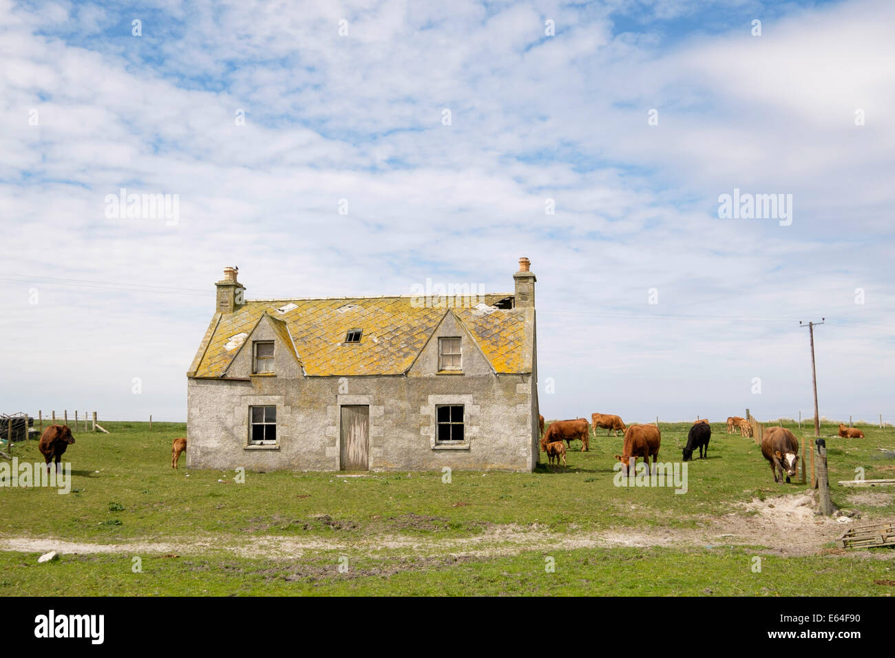 Abandoned Scottish farmhouse surrounded by grazing cattle at Balranald RSPB Nature Reserve North Uist Outer Hebrides Scotland UK Stock Photo