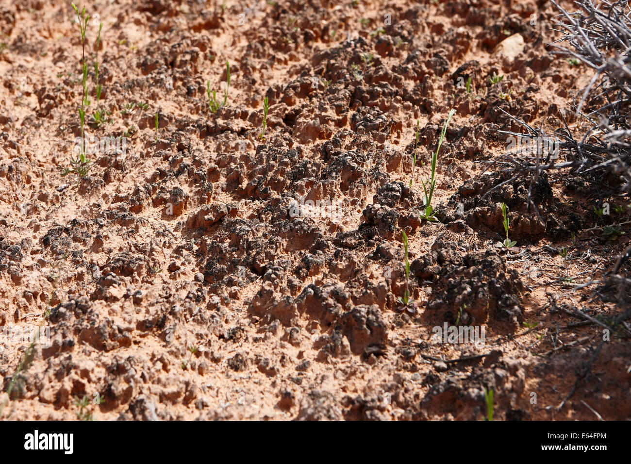Close up of Biological Soil Crusts. Canyonlands National Park, Utah