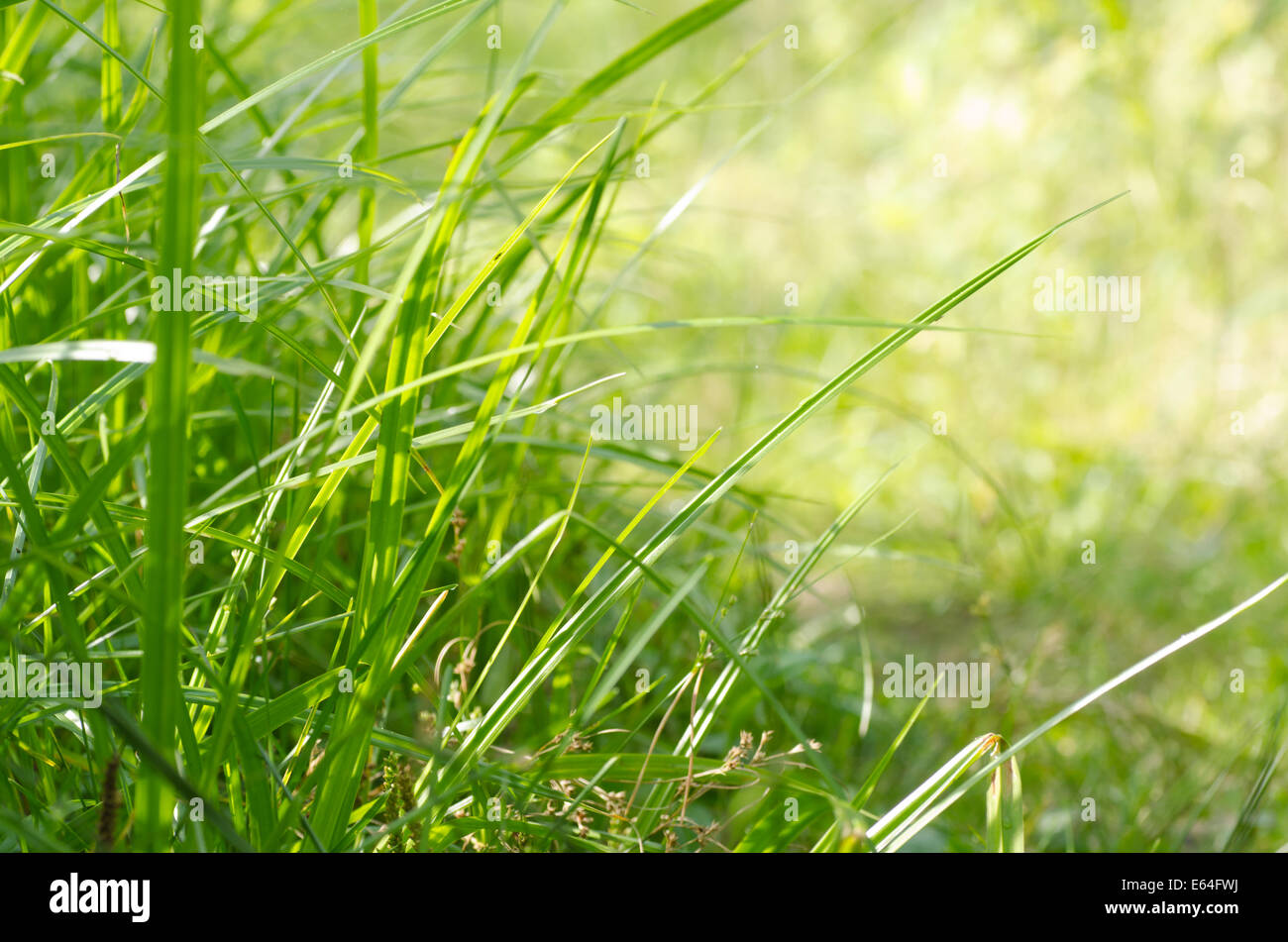 close up to fresh green grass Stock Photo - Alamy