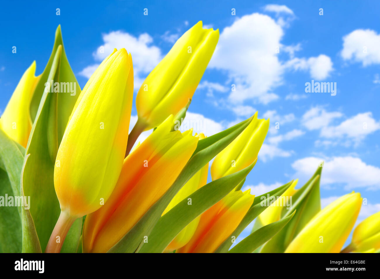 Tulips against blue sky with clouds Stock Photo - Alamy