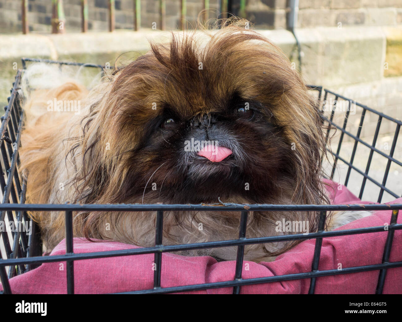 Dog in basket on bicycle Stock Photo