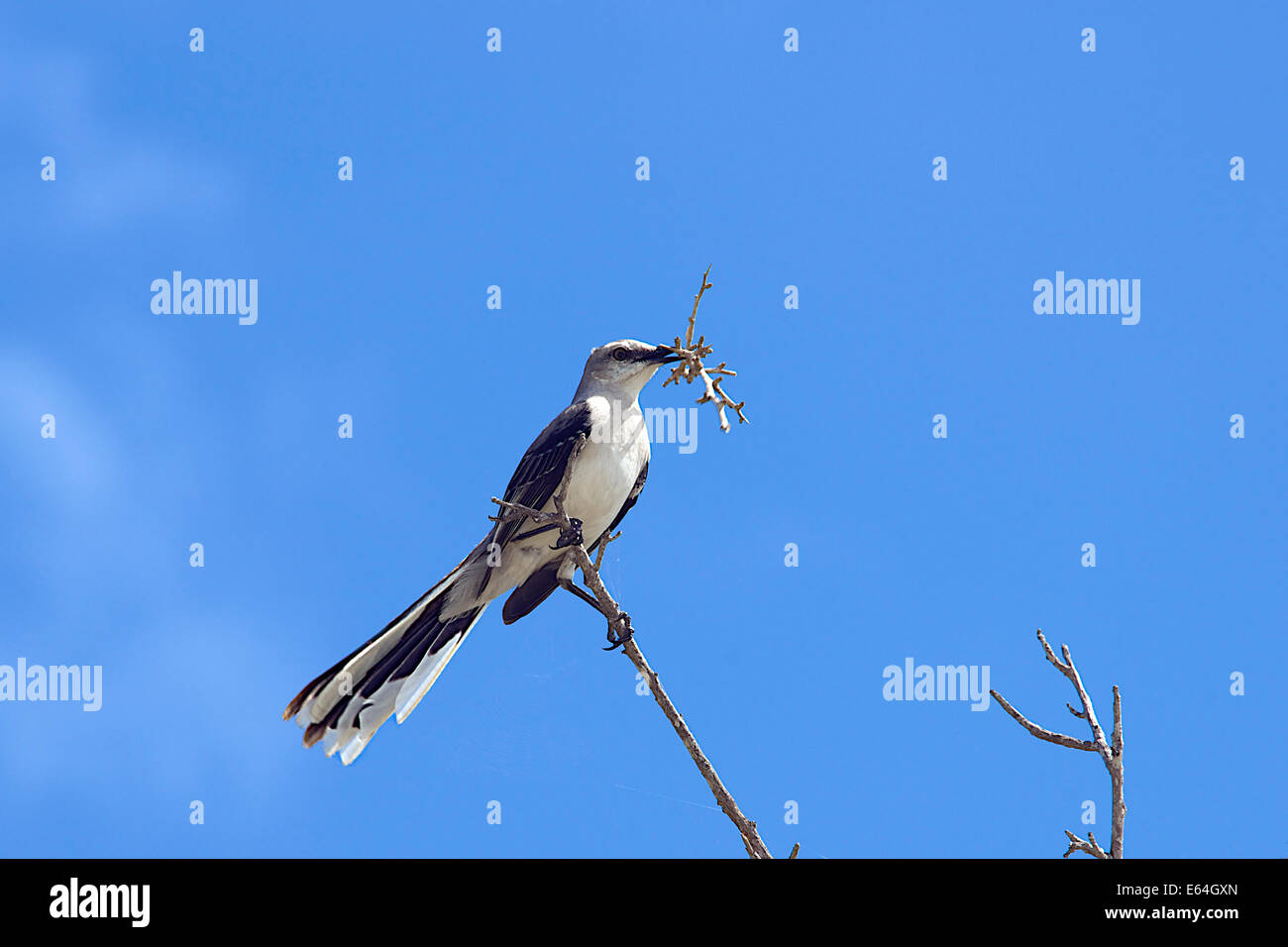 Mockingbird carrying nesting twigs Soliman Bay Tulum Yucatan Mexico