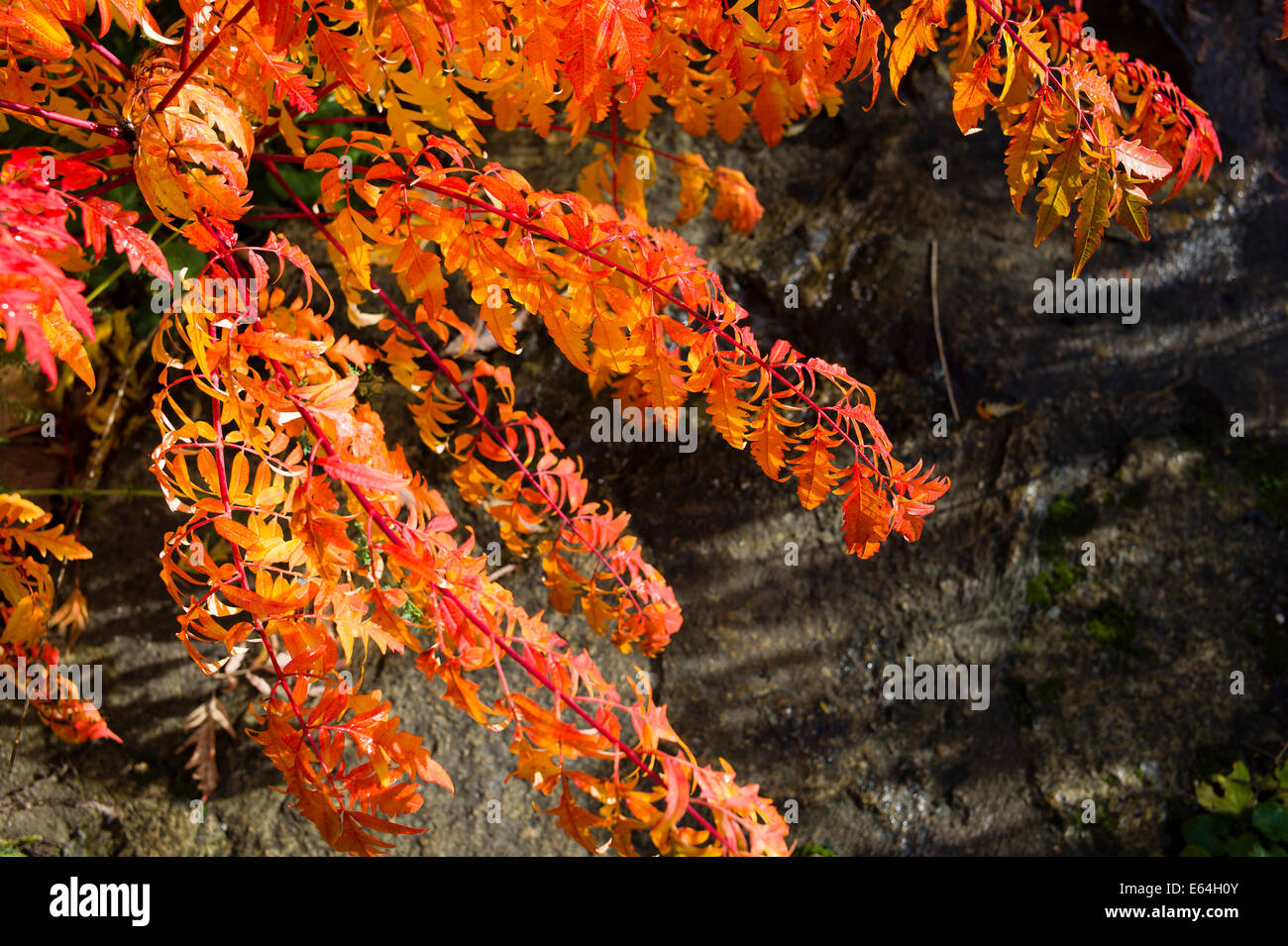 Rhus typhina leaves in autumn Stock Photo