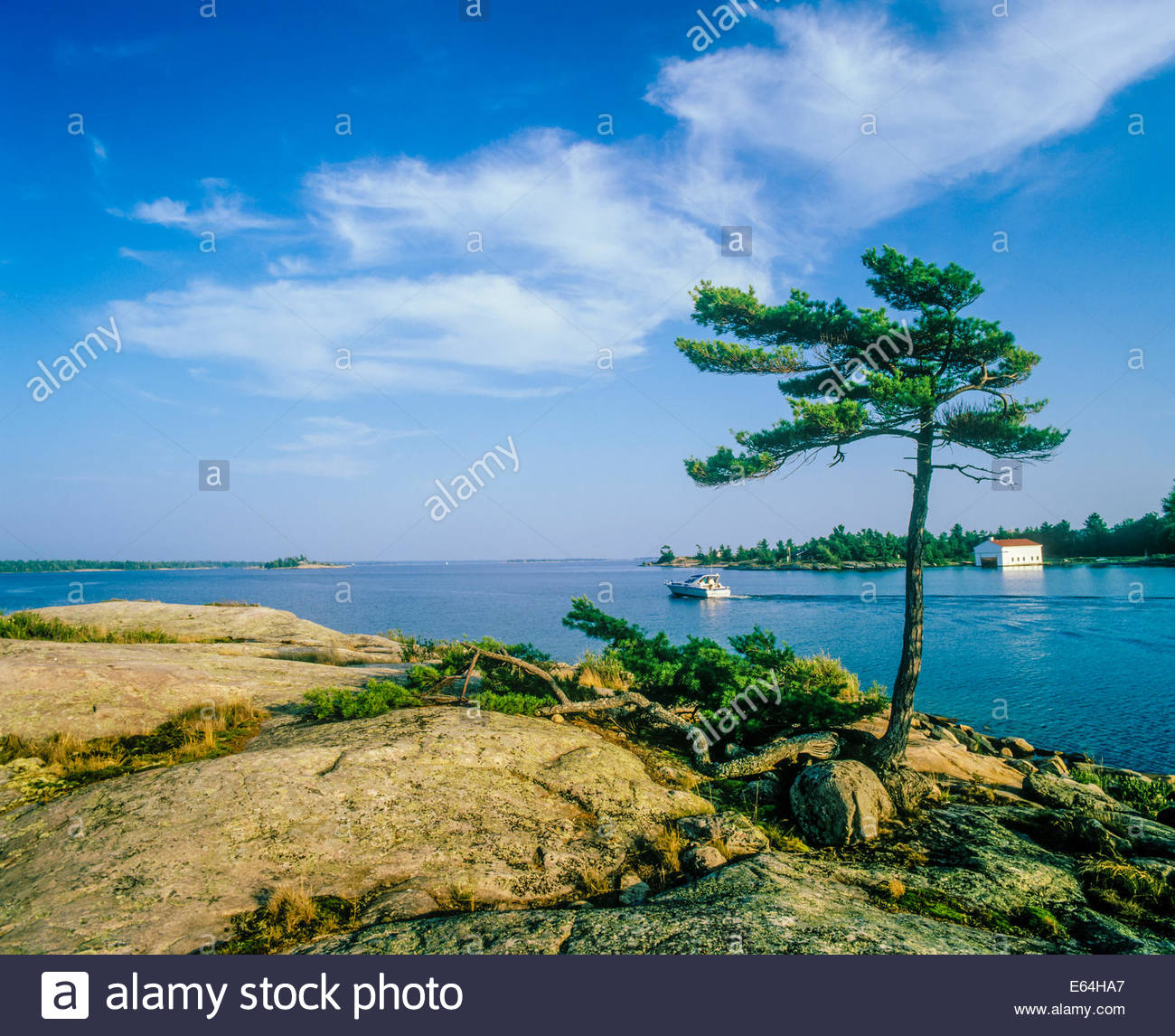 Windswept Eastern White Pine in the Thirty Thousand Islands of Georgian Bay in Ontario Canada Stock Photo