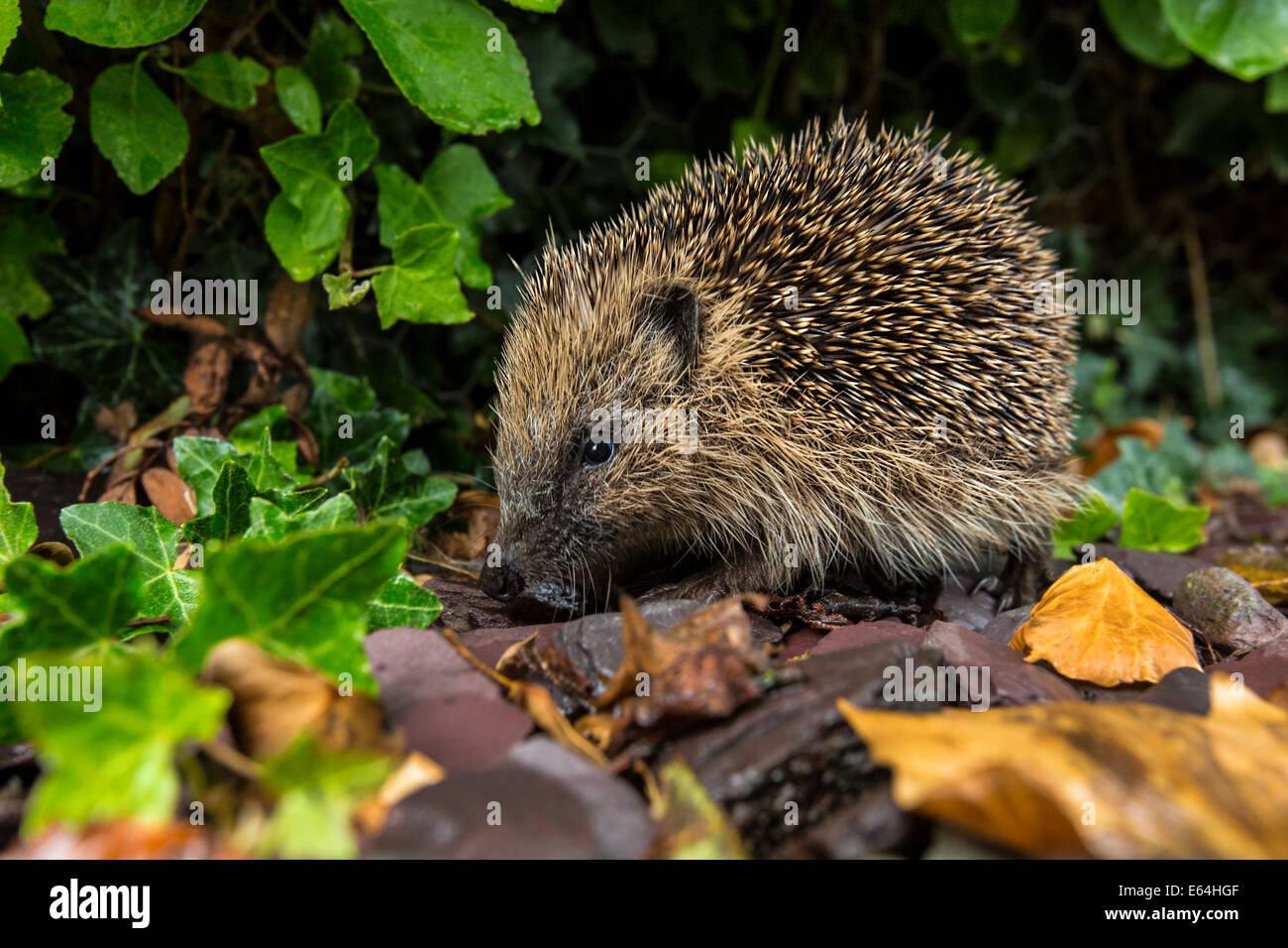 The Western Hedgehog - The only species of European hedgehog found in the British Isles (Erinaceus europaeus). A nocturnal insec Stock Photo