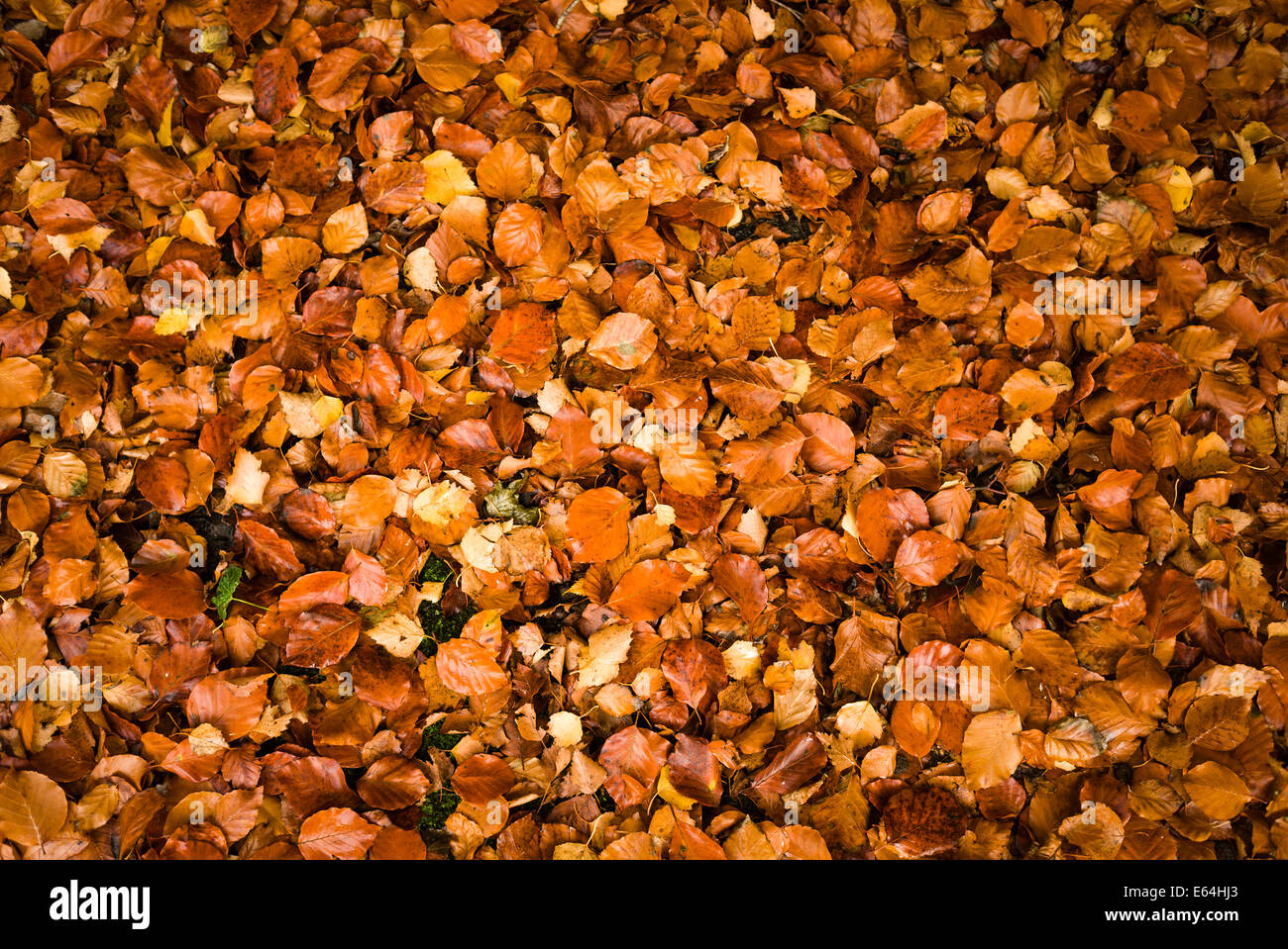 Gold coloured leaves hi-res stock photography and images - Alamy