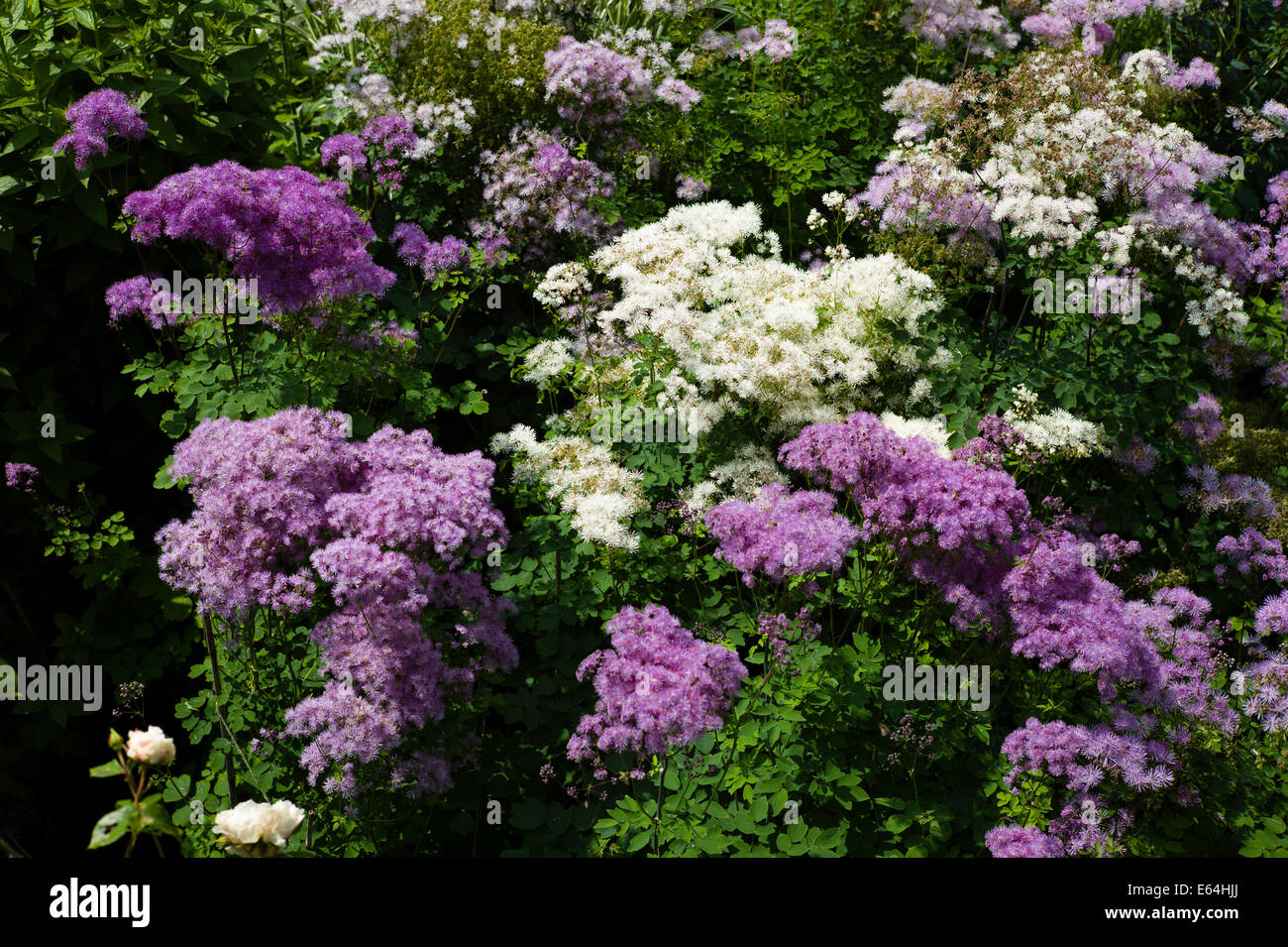 Thalictrum flowers in June Stock Photo Alamy