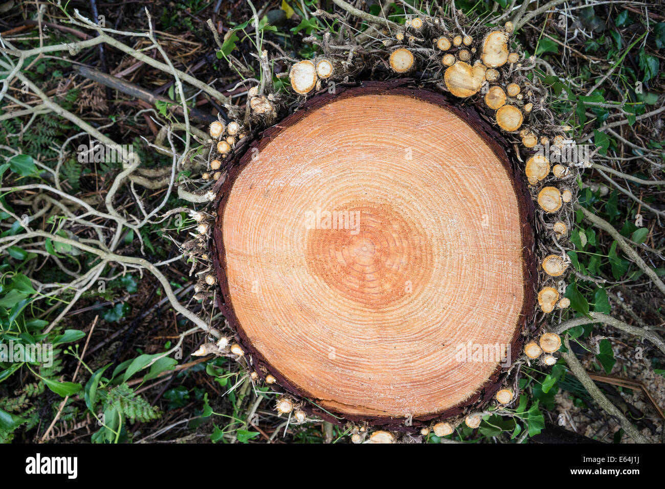Ivy on sawn tree stump in Scotland. Stock Photo