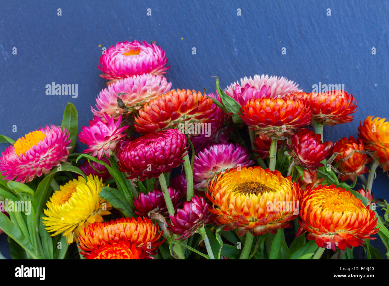 Bouquet of Everlasting flowers Stock Photo Alamy