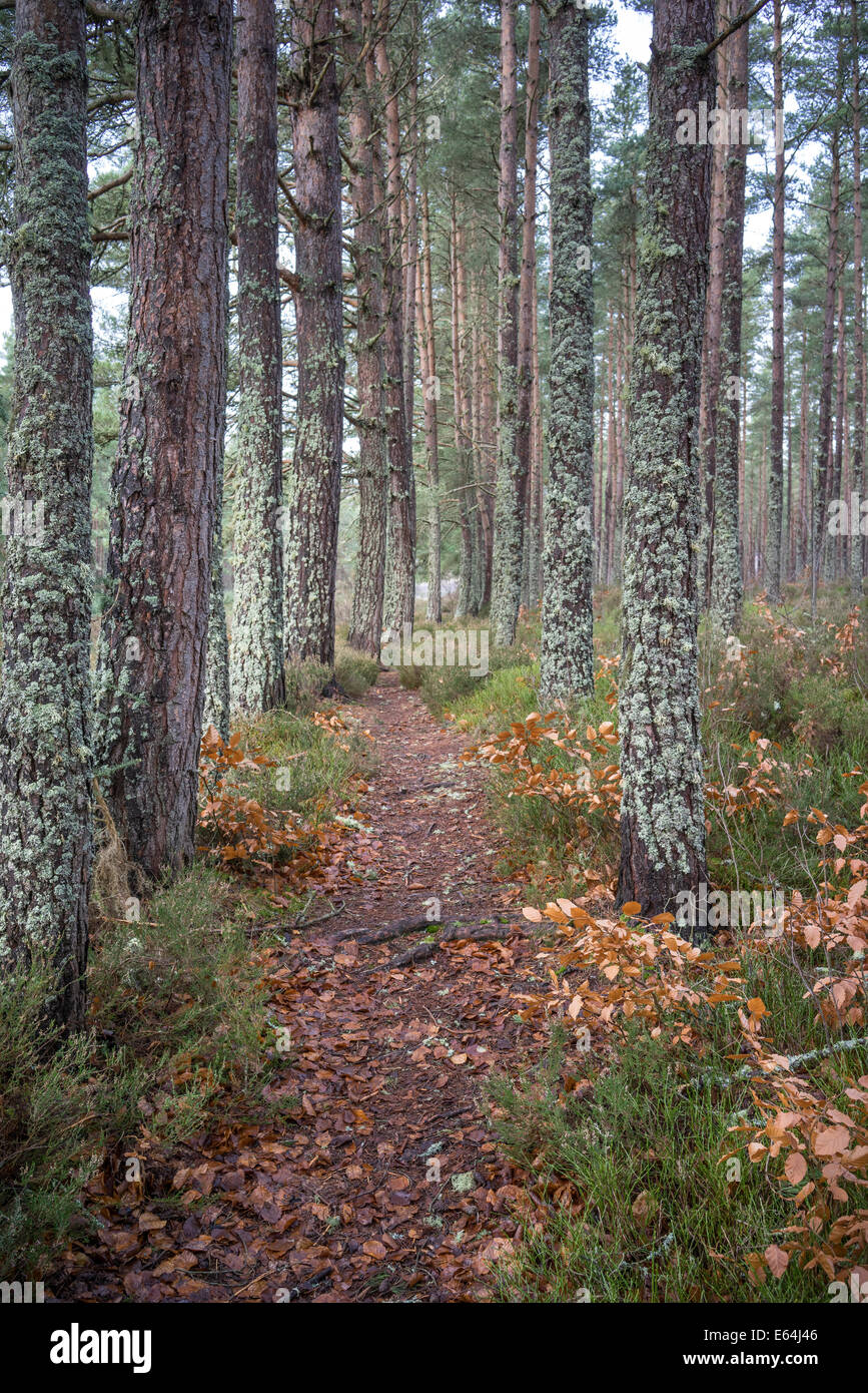 Torbreck Forest in Inverness-Shire, Scotland. Stock Photo