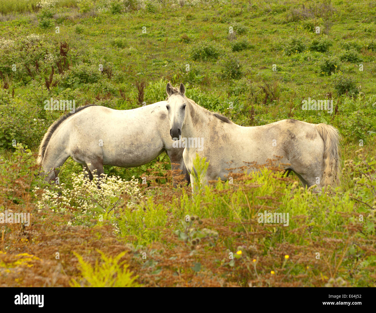 Two white horses hi-res stock photography and images - Alamy