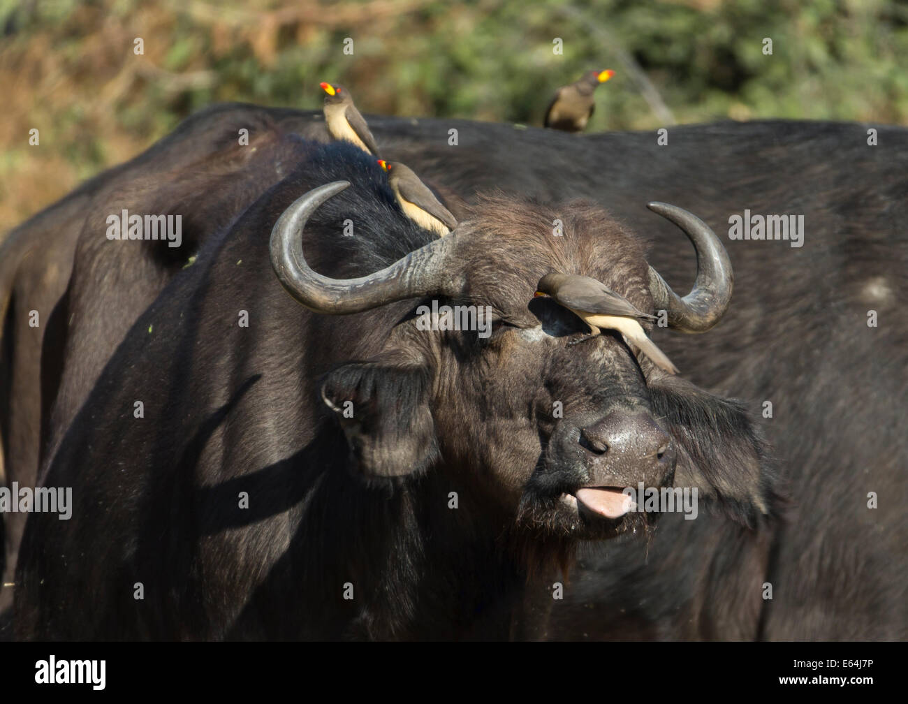 Cape Buffalo with Oxbirds Stock Photo