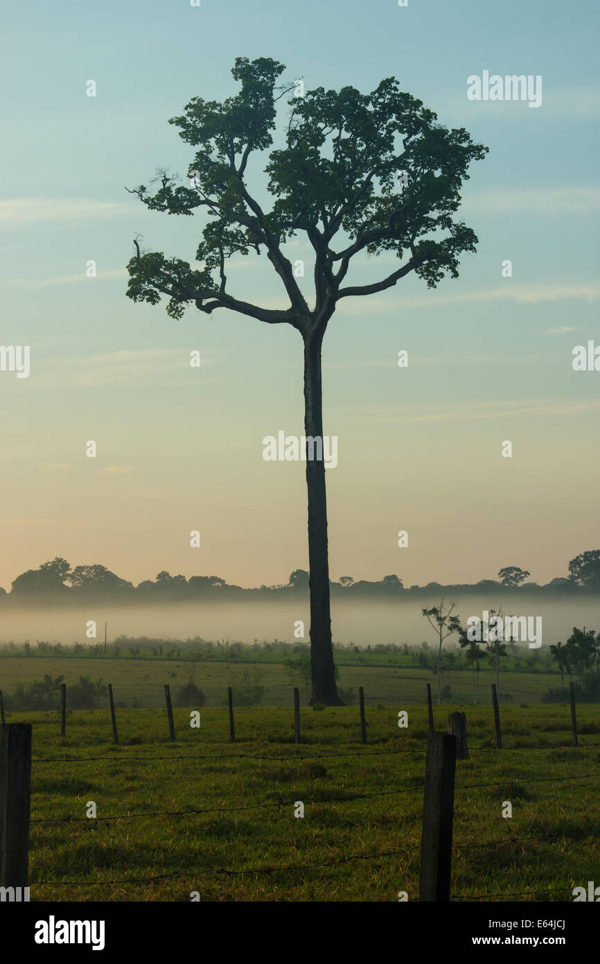 Single tree of Brazil nuts in the middle of a pasture in Brazilian Amazonia Stock Photo