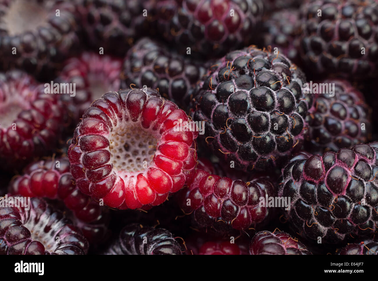 Black raspberry Cumberland closeup background Stock Photo - Alamy