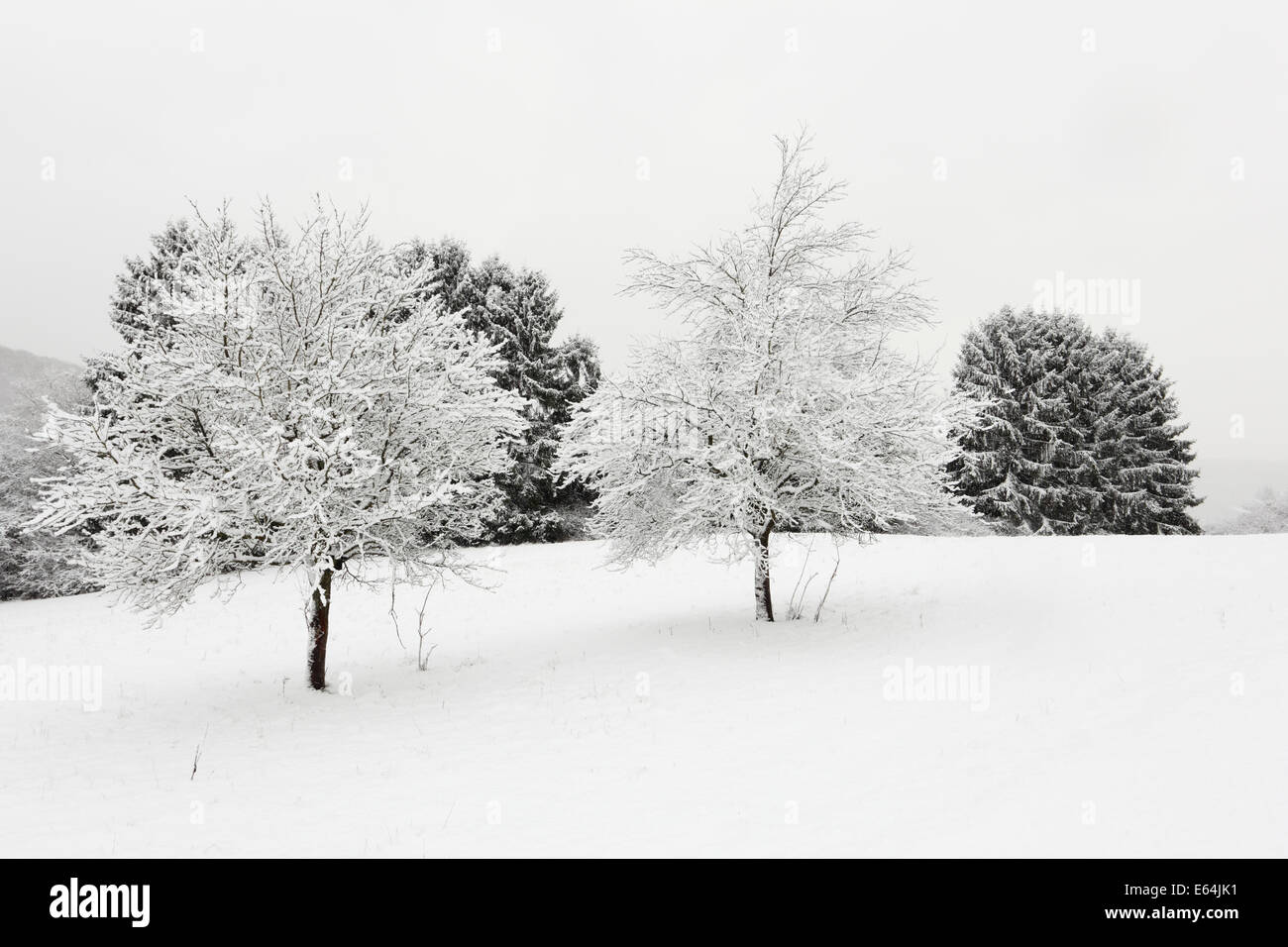 Trees covered with snow in winter landscape Stock Photo