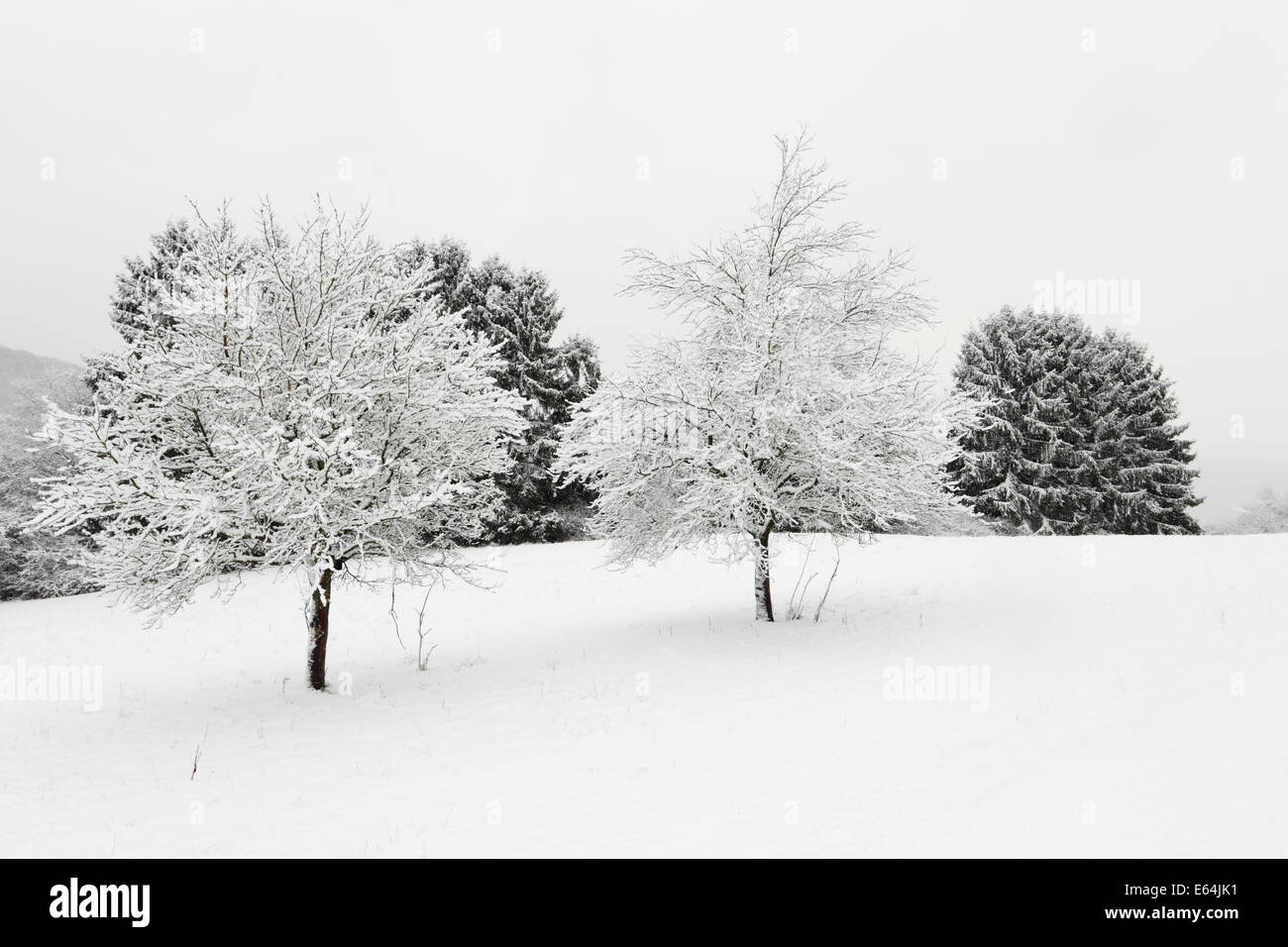 Trees covered with snow in winter landscape Stock Photo - Alamy