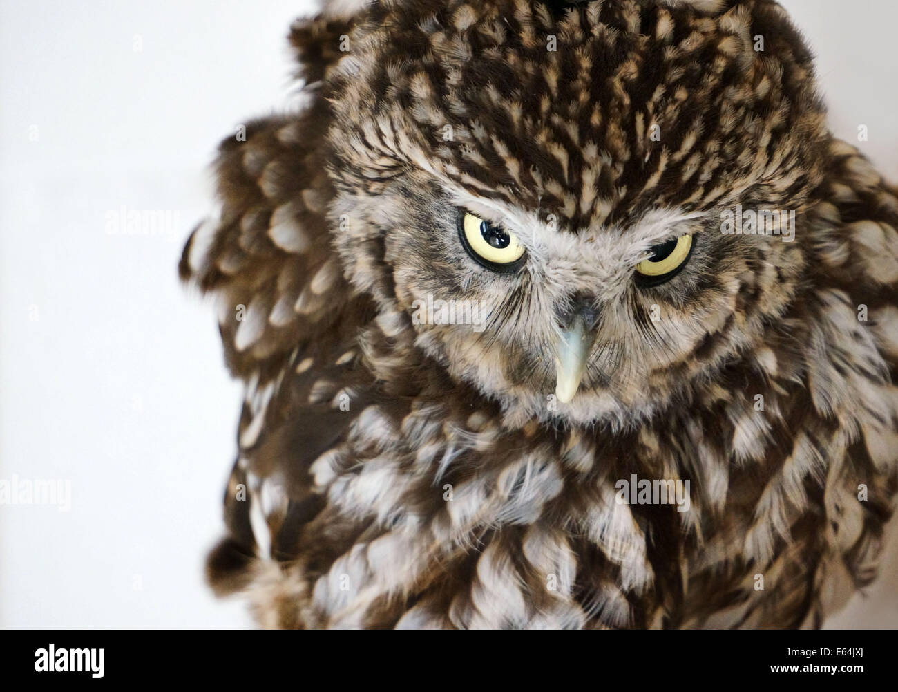 An little owl, athene noctue. The bird was rescued by animal protection. Stock Photo