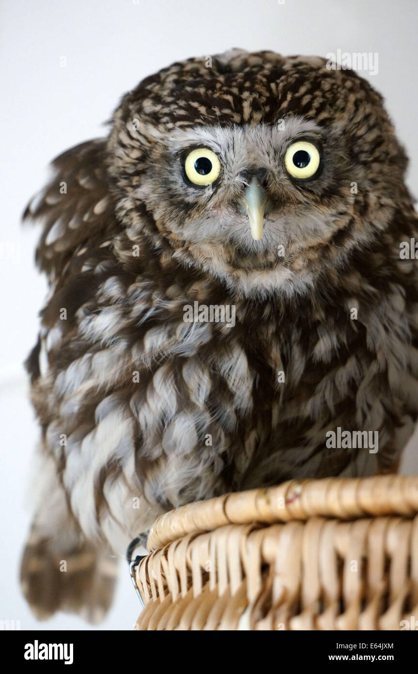 An little owl, athene noctue, sitting on a basket. The bird was rescued by animal protection. Stock Photo