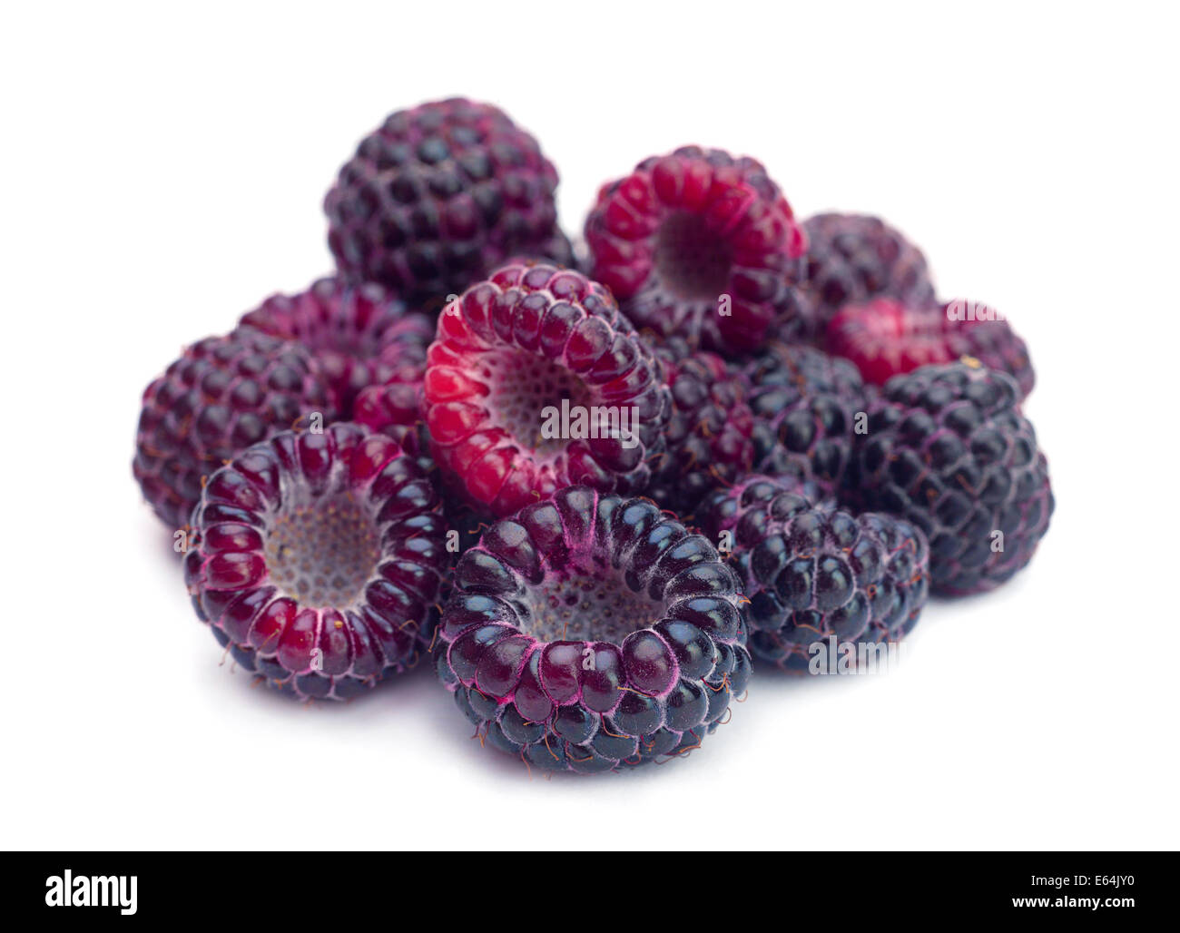 Cumberland black raspberry berry hi-res stock photography and images ...