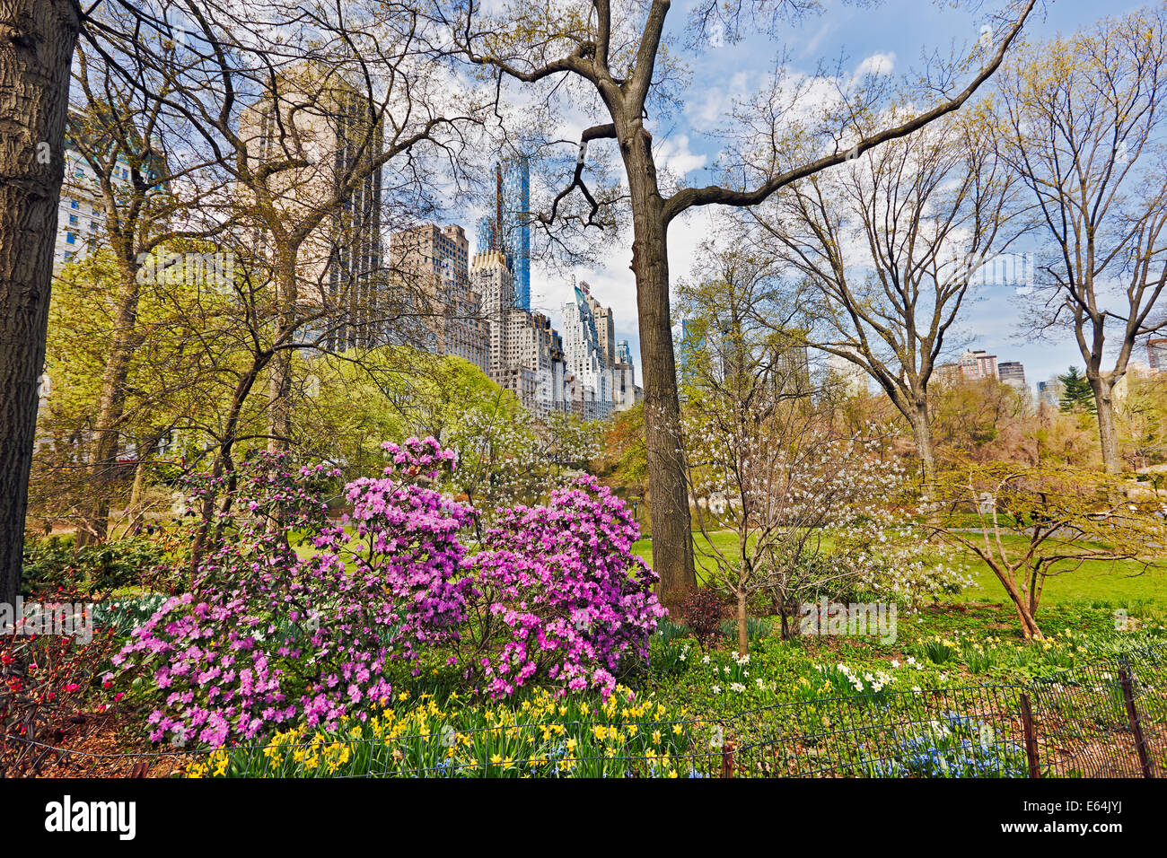 Flowering plants in Central Park in spring. New York, USA. Stock Photo