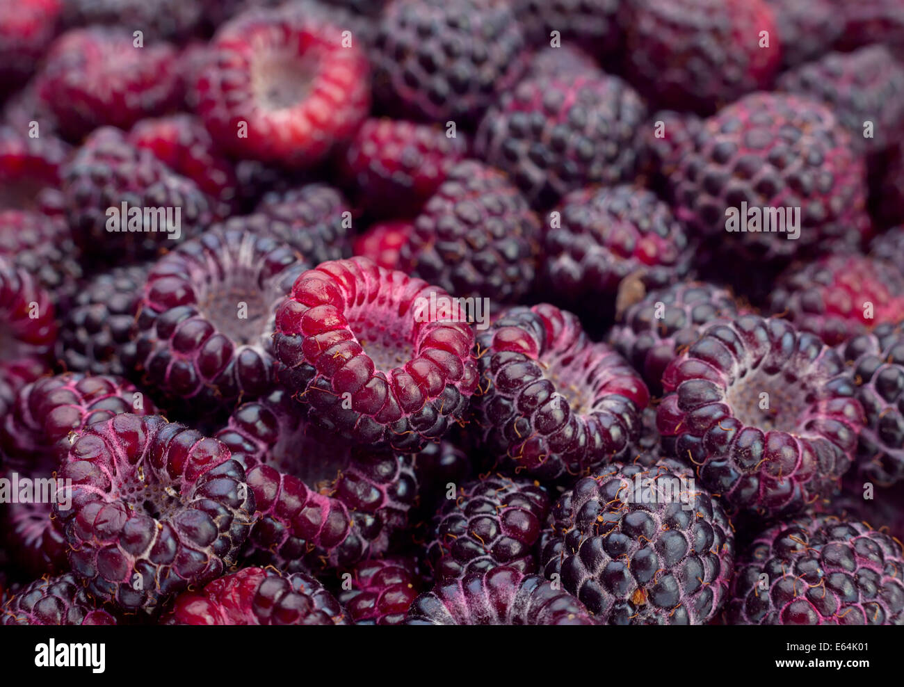 Black raspberry Cumberland closeup background Stock Photo - Alamy