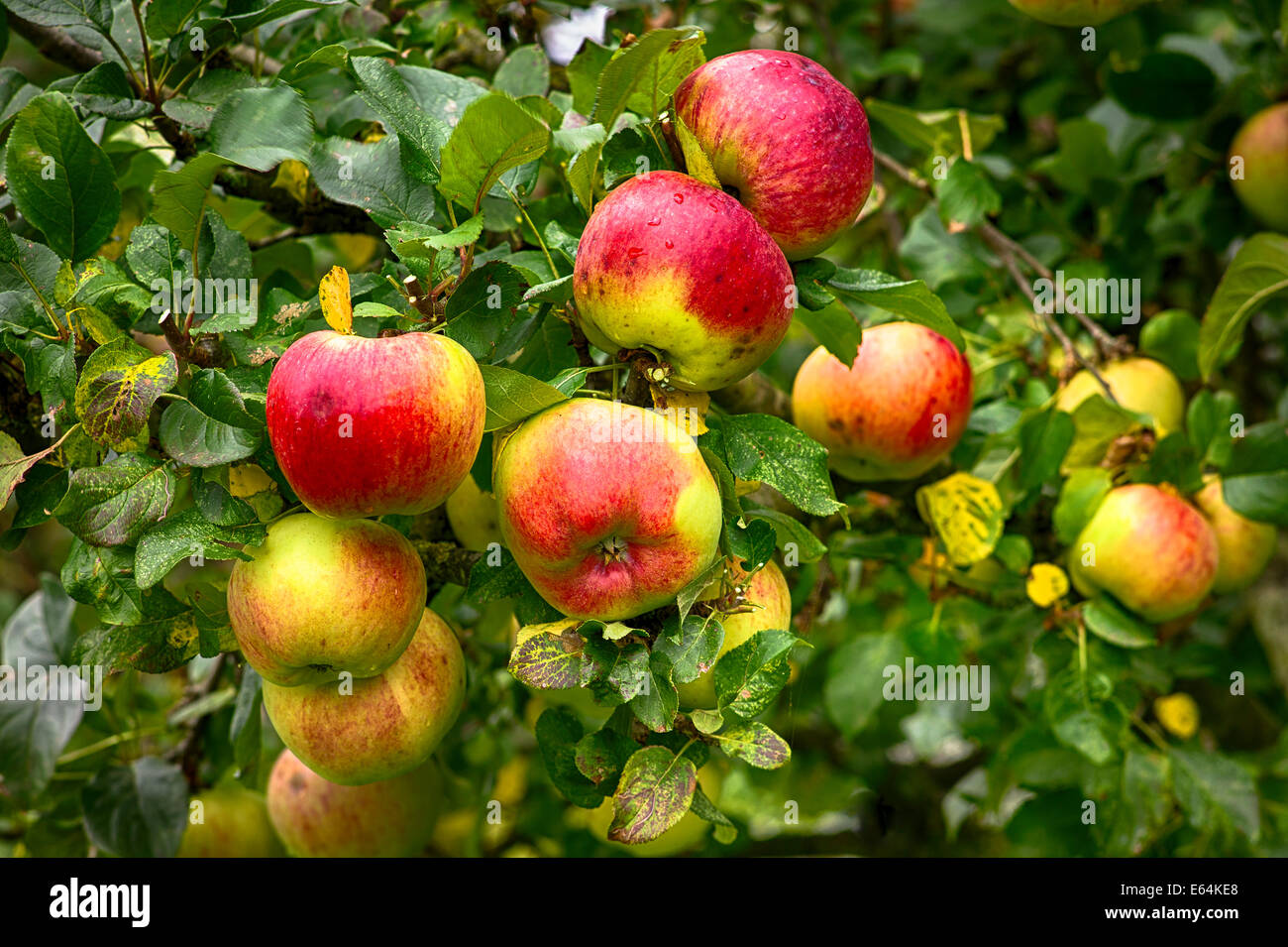 'Howgate Wonder' cooking apples ripe for picking Stock Photo