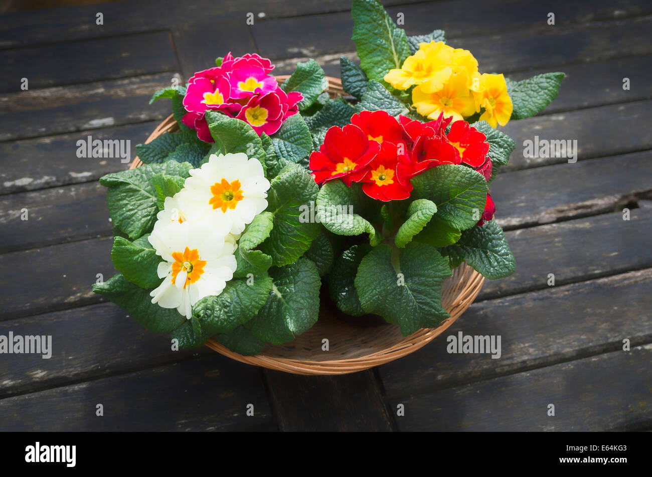 Basket of spring primroses on garden table Stock Photo
