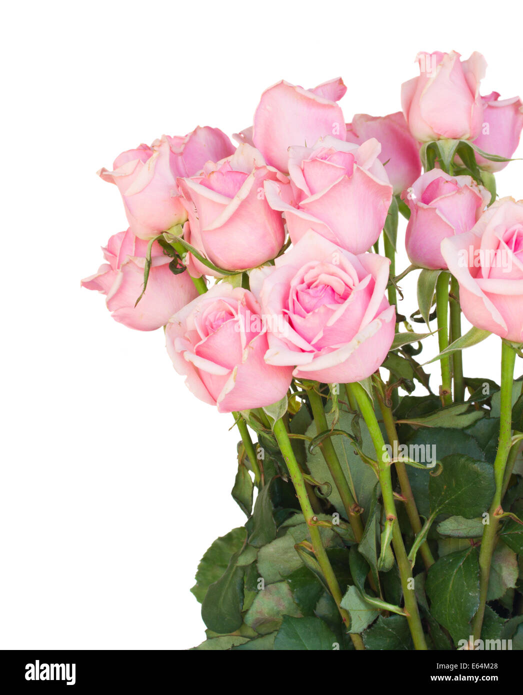 bunch of fresh pink roses Stock Photo - Alamy