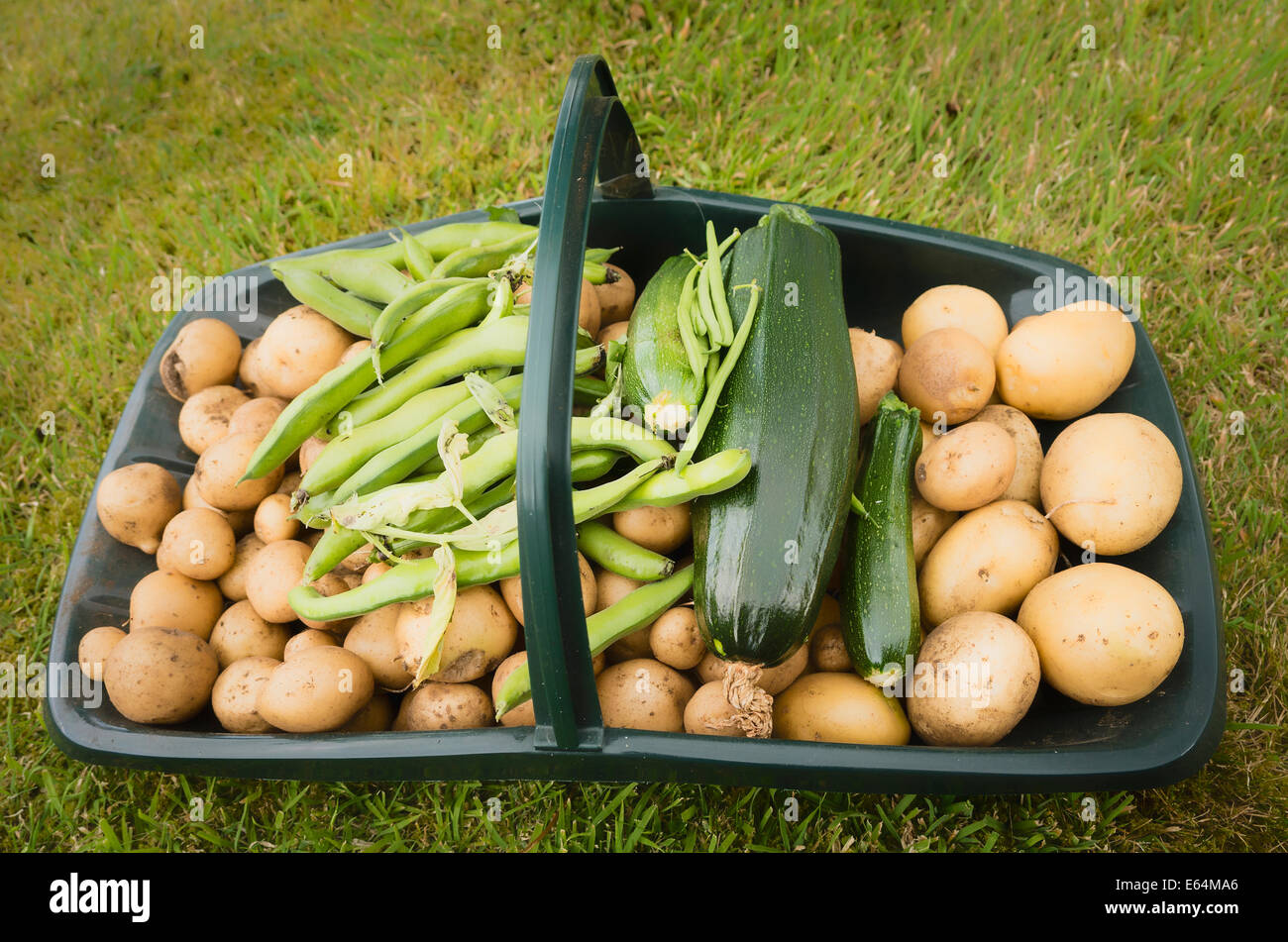 Trug containing freshly picked garden vegetable in July Stock Photo